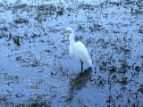 White Crane [Mary River Wetlands] * 1280 x 960 * (379KB)